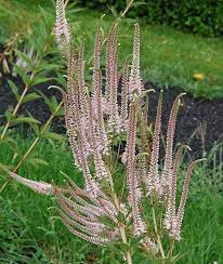 Вероникаструм виргинский (veronicastrum virginicum `fascination`). Perennial Nursery Veronicastrum Virginicum Erika