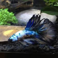 Knowing All Types Of Betta Fish By Tail Pattern And Color With Photo And Description Betta Fish Types Betta Fish Betta