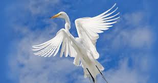 Birds Of North Carolina Book T Gilbert Pearson The Man Who Loved The Birds Wildlife Photography Birds Movement Photography