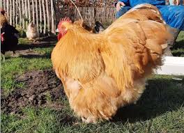 The eggs are a light brown tint. Orpington Chicken Eggs Height Size And Raising Tips