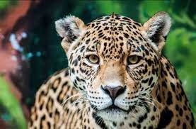 La sierra del ecuador, también conocida como los altos ecuatorianos, es la zona de la cordillera andina que atraviesa el país de norte a sur desde colombia hacia perú, con quienes comparte esta cadena montañosa. El Jaguar Animal Espiritual Totem Blog Karma Yoga Shop