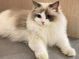 Welcome to malaysia cat club. Scottish Fold Malaysia Home Facebook