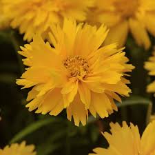Coreopsis Double The Sun Flowers Perennials Tickseed Plants