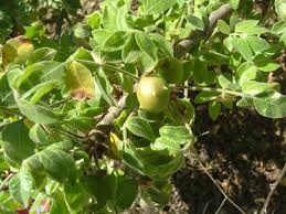 Image result for Lannea humilis