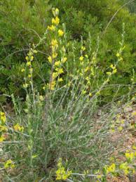 Image result for Antopetitia abyssinica