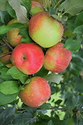 Level 27 farmers may plant an apple seed in a plant pot that has been filled with dirt from any empty gardening patch. Honeycrisp Apple Malus Honeycrisp In Denver Centennial Littleton Aurora Parker Colorado Co At Tagawa Gardens