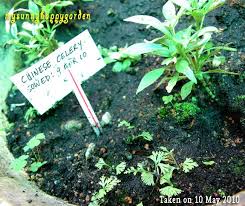 My Sunny Happy Garden Growing Chinese Celery Celery Edible Garden Growing