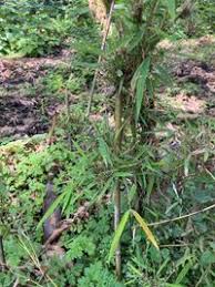 Image result for Oldeania alpina