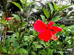 Selain itu, mahkota bunga juga memiliki. Bunga Kembang Sepatu Bunga Nasional Malaysia Steemit