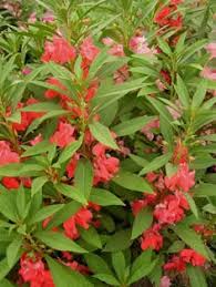 Image result for Impatiens bequaertii