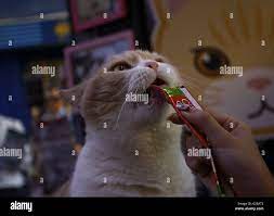 Hong Kong. 25th May, 2016. Cream Brother lick candy given to him by his  visiting fan. The sweet trait of the Cat attracted worldwide of fans on the  social media, some even