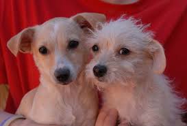 Cody Lola Are Tiny Angelic Siblings Debuting For Adoption Today At Nevada Spca Www Nevadaspca Org They Are Brother And Siste Cool Pets Pets Dog Adoption