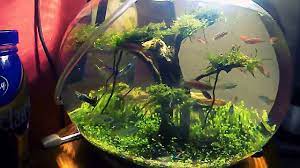 Aquarium Bulat Aquascape Youtube