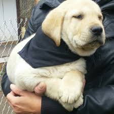 Check spelling or type a new query. Labrador Retriever Puppies For Sale La Veta Co 286941