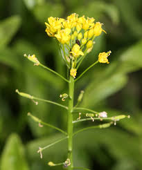 Image result for Rorippa