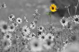 Flower Photography Sunflower Photography Black And White Photography Wall Art Color Accents Yellow Flowers Home Decor Sunflowers In 2021 Sunflower Photography Flowers Photography Photography Wall Art