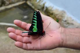 Both butterfly farm features a large enclosure built on a hillside with butterflies and living insects. Things To Do In Cameron Highlands