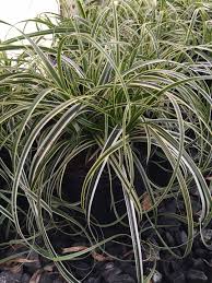 Image result for Carex angolensis