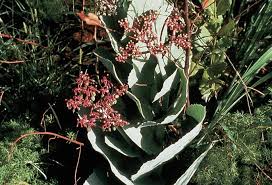 Image result for Cyphostemma hereroense