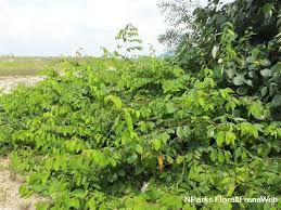 Image result for Bridelia atroviridis