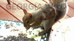 If You See A Maine Squirrel With Lumps All Over, Just Leave It Alone