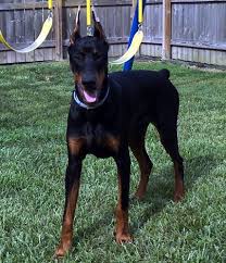 Black And Tan Doberman Puppies For Sale Male Doberman 7 Months Of Age For Sale Imported From Europe Now In Usa Doberman Puppies For Sale Doberman Pinscher Dog Doberman Pinscher