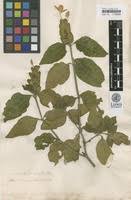 Image result for Ecbolium clarkei