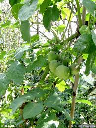 Image result for Solanum tuberosum