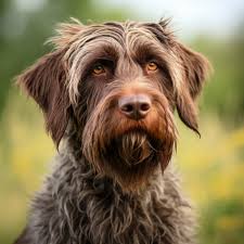 Image result for český fousek stavba těla