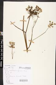 Image result for Diplolophium africanum