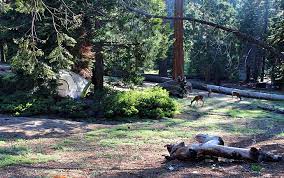 This campground has great shade with lots of trees making it feel pretty private. 9 Best Campgrounds At Kings Canyon National Park Ca Planetware