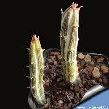 Image result for Senecio propior