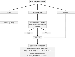 Pathological Effects Of Ionizing Radiation Endothelial Activation And Dysfunction Springerlink