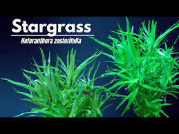 Image result for Heteranthera