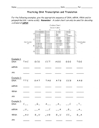 Transcription translation practice worksheet university of louisville bio 102 spring 2012 transcription translation practice worksheet. Transcription And Translation Worksheet