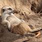 Rut-Rohs presents: Smokin' meerkats