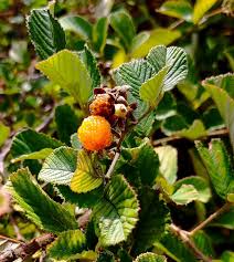 Image result for Rubus ellipticus