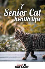 7 Senior Cat Health Tips Senior Cat Health Cat Health Senior Cat Care
