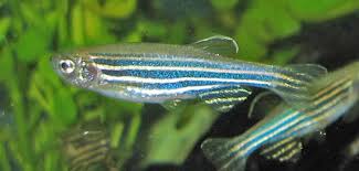 Check spelling or type a new query. Zebra Danio Fish Britannica