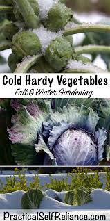 They are born weeks after cutting cabbages, from erect flowering stems which give these plants a look similar to a chandelier. Cold Hardy Vegetables For Fall And Winter Gardening