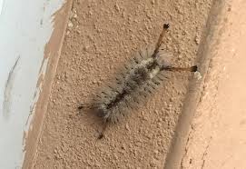 We did not find results for: Southern Tussock Moth Caterpillar What S That Bug