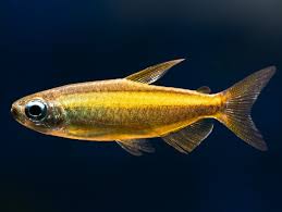 Buy fish, corals and inverts online for your tank. Phenacogrammus Aurantiacus Goldener Kongosalmler Bei Zoobox Online Kaufen Zoobox