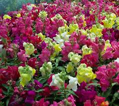 Leclerc Filles Fleur Fruits Legumes Fleurs Fruits Legumes