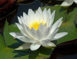 Check spelling or type a new query. White Odorata Nymphaea Odorata Winter Hardy Water Lily Arizona Aquatic Gardens
