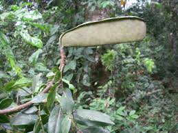 Image result for Brachystegia torrei