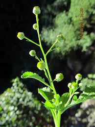 Image result for Dichrocephala