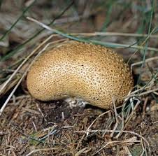 Dieser artikel behandelt giftige pilze. Giftige Pilze Erkennen Diese Arten Sind Lebensgefahrlich