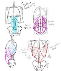 Human torso anatomy 2 anatomy master class anatomy master class. Pox On Twitter Sketch1206182 Torso Anatomy Sketch Bone Design Muscle Drawing è‰å›¾ Anatomy è§£å‰–å­¦ Https T Co Sk4qxipu5m