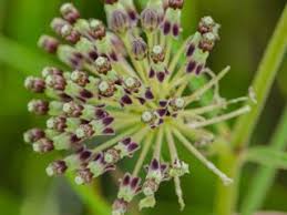 The University Of Texas At Austin Milkweed Plant Asclepias Bees Plants