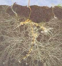 Before making your own super soil make sure you have all the ingredients (you cannot add them later on when the soil is ready). Breed Your Own Mycorrhizae Thcfarmer Cannabis Cultivation Network